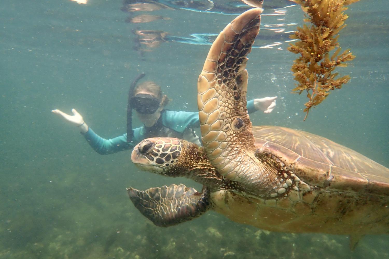 一名<a href='http://dvf.nbshgold.com'>全球十大赌钱排行app</a>学生在Galápagos群岛游学途中与一只巨龟游泳.